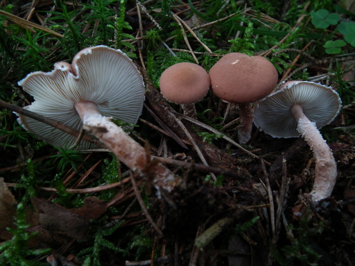 Tre ritrovamenti dello scorso anno